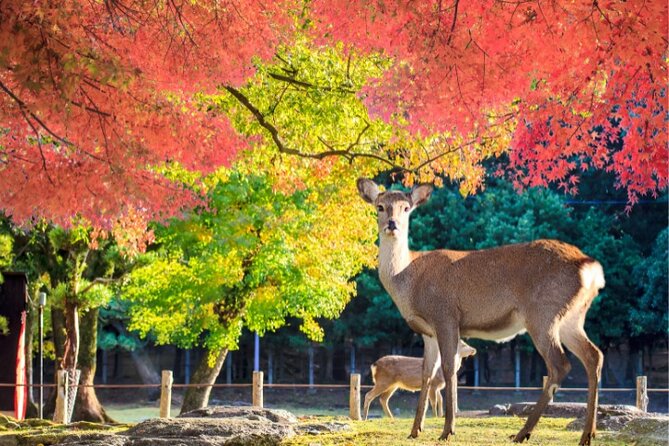 Arima Onsen, TōDai-Ji, Kobe Sanda Outlets & Nara Park From Osaka - Admission Details for Attractions