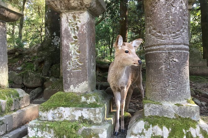 One Day Bleisure Private Tour in Kansai - Additional Information