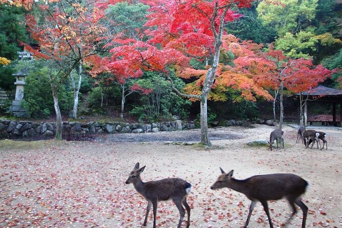 Self Guided Tour in Miyajima With Bullet Train and Ferry Ticket - Conclusion