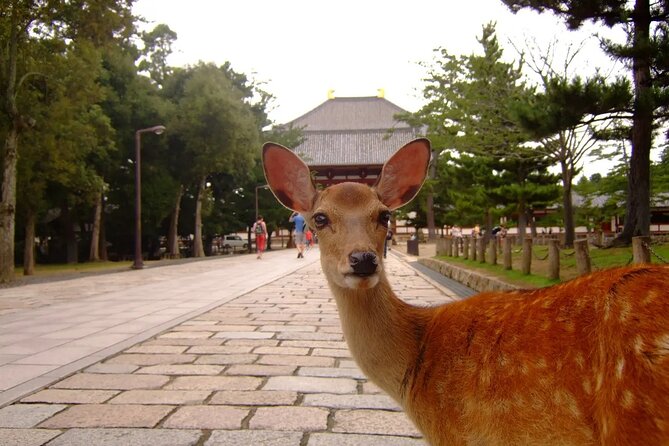 Kyoto and Nara Park Day Tour From Osaka/Kyoto. - Inclusions and Exclusions