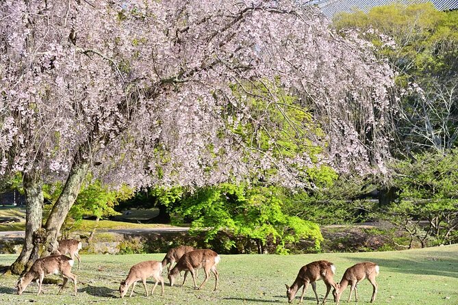 Kyoto and Nara Park Day Tour From Osaka/Kyoto. - Itinerary and What To Expect