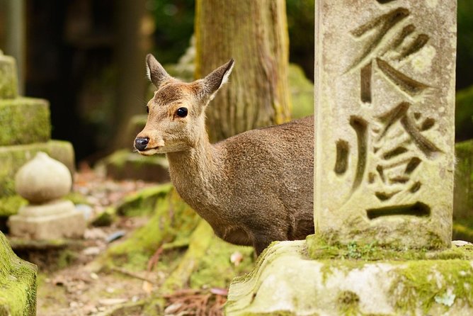 Nara Day Trip From Osaka With a Local: Private & Personalized - Accessibility and Additional Information