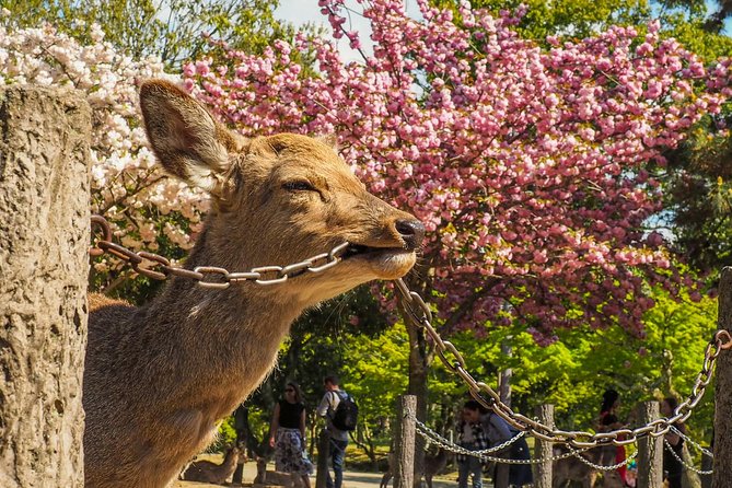 Osaka Cherry Blossom Tour With a Local: 100% Personalized Private - Background