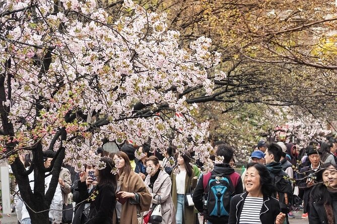 Osaka Cherry Blossom Tour With a Local: 100% Personalized Private - Directions