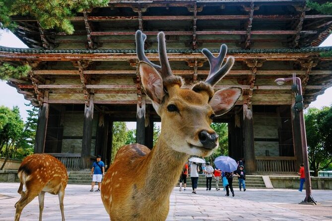 From Osaka to Kyoto and Nara Day Tour With Cute Deer Sightings - Key Takeaways