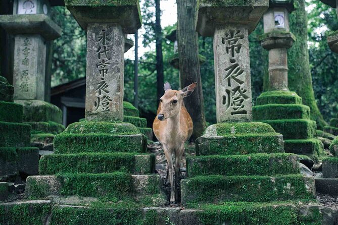 From Osaka to Kyoto and Nara Day Tour With Cute Deer Sightings - Directions for Pickup