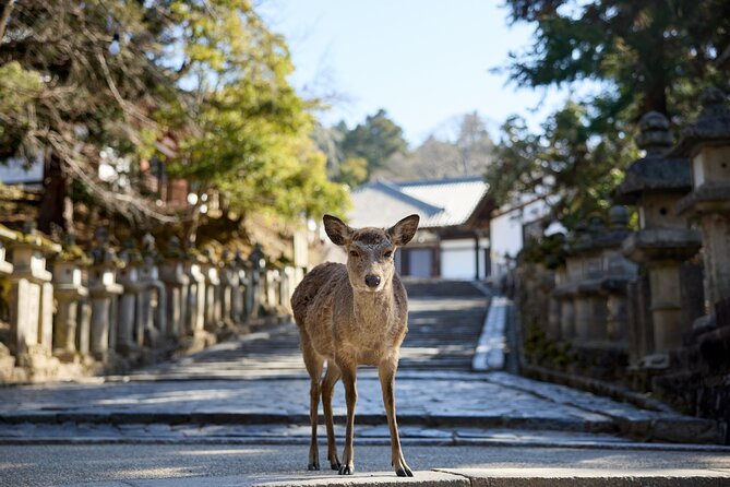 Full Day Guided Tour to Kyoto and Nara From Osaka - Meeting Point Details