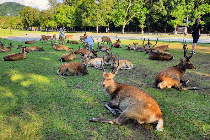 Full Day Guided Tour to Kyoto and Nara From Osaka - Inclusions and Exclusions