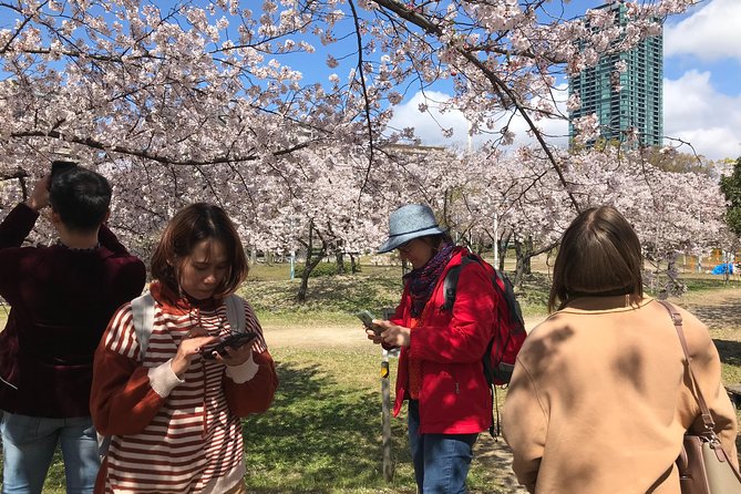 Osaka Cherry Blossom Walk With Local - Key Takeaways