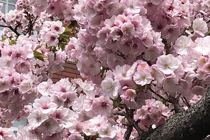 Osaka Cherry Blossom Walk With Local - Conclusion