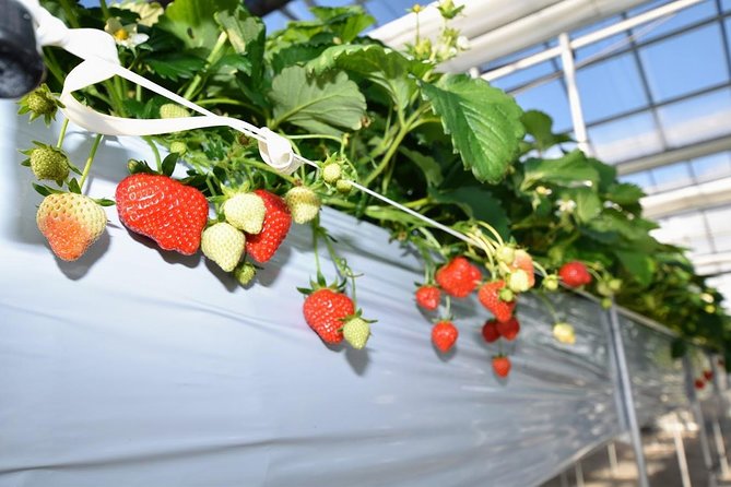 Strawberry Picking and Snow Experience at Mt Fuji Ski Resort for VIP - Pickup and Start Time Information