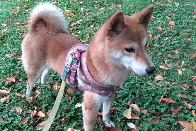 Exploring Everyday Life in Downtown Tokyo Walking With Shiba-Inu - Operator Details