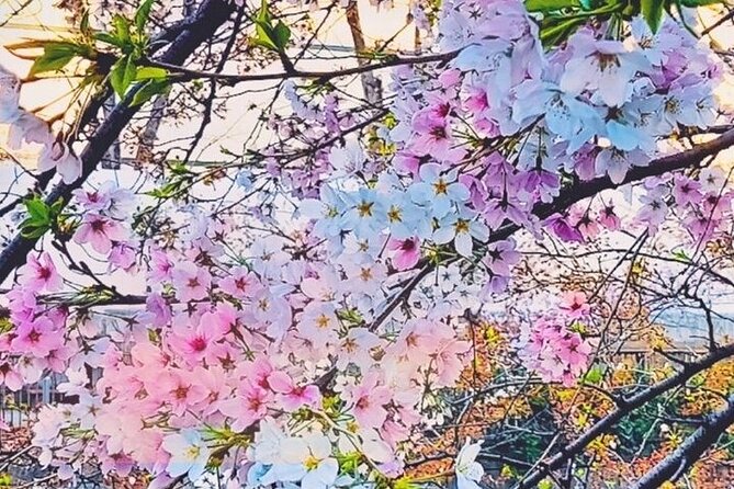 Licensed Guide Tokyo Meguro Cherry Blossom Walking Tour - Customer Reviews