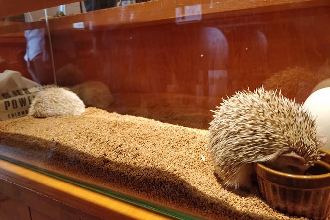 Admission to Hedgehog Cafe in Harajuku - Optional Services and Add-Ons