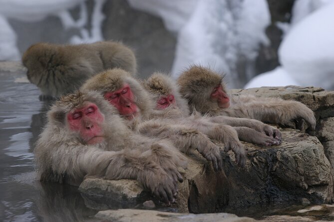 Snow Monkey Park & Miso Production Round Trip Day Tour From Tokyo - Cancellation Policy