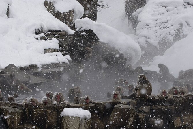 Snow Monkey Park & Miso Production Round Trip Day Tour From Tokyo - Additional Information