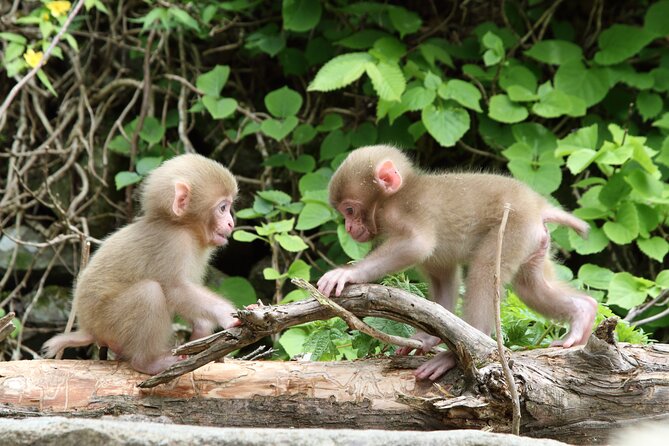 Snow Monkey Park & Miso Production Round Trip Day Tour From Tokyo - Booking Information