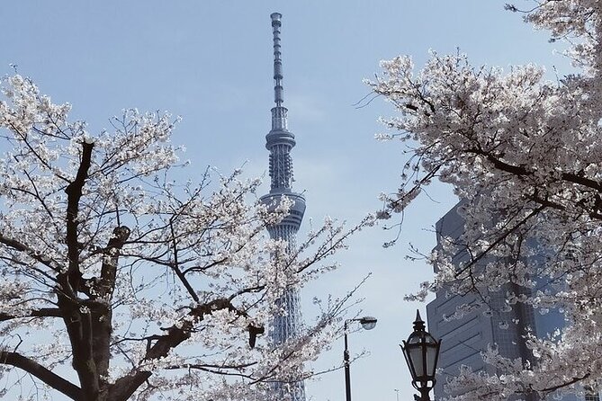 Cherry Blossom Highlights, Asakusa, Ueno, Imperial Palace Garden - Exploring Ueno Park