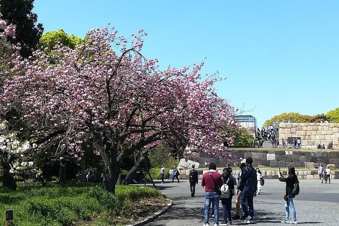 Cherry Blossom Highlights, Asakusa, Ueno, Imperial Palace Garden - Tour Details and Itinerary