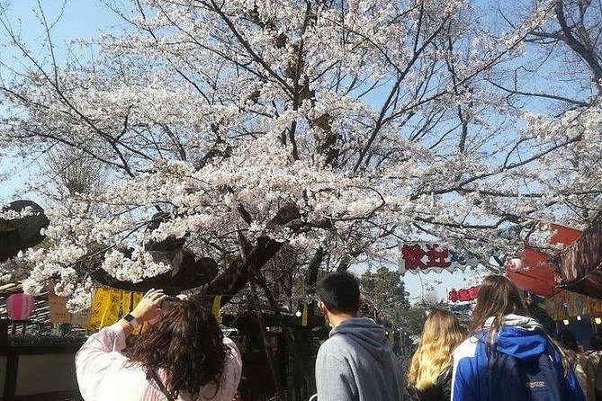 Cherry Blossom Highlights, Asakusa, Ueno, Imperial Palace Garden - Frequently Asked Questions