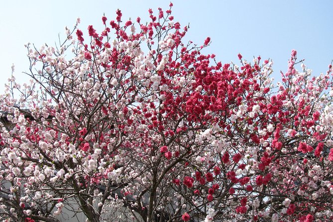 Cherry Blossom Highlights, Asakusa, Ueno, Yanaka - Cultural Attractions in Ueno