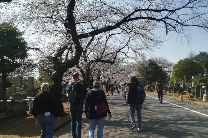 Cherry Blossom Highlights, Asakusa, Ueno, Yanaka - Tips for a Memorable Experience