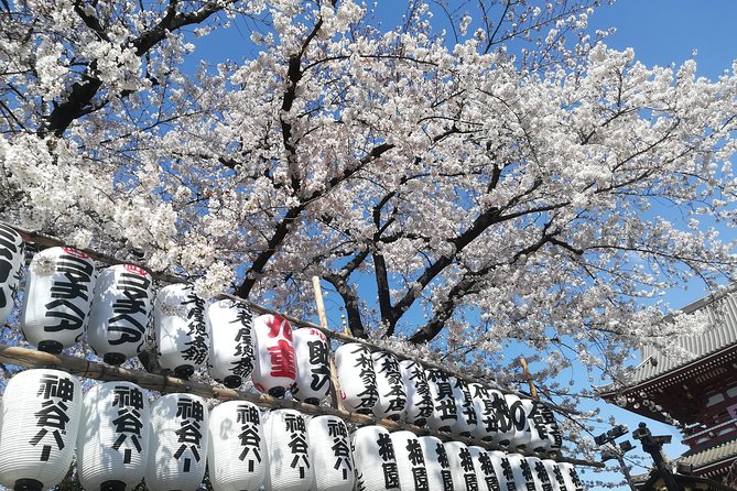 Cherry Blossom Highlights, Asakusa, Ueno, Yanaka - Traditional Neighbourhood of Yanaka