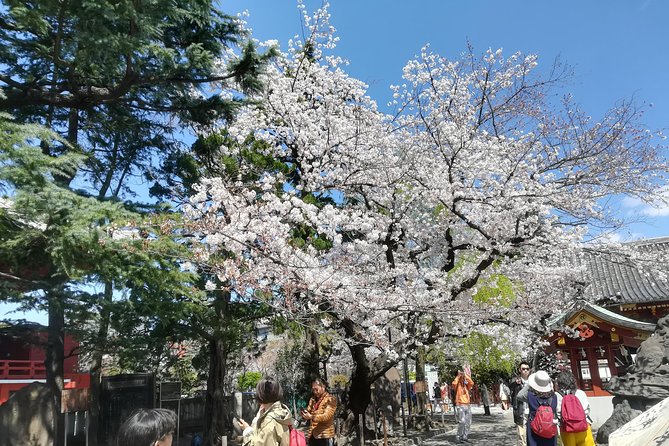 Cherry Blossom Highlights, Asakusa, Ueno & Meiji Shrine - Ueno Park Attractions