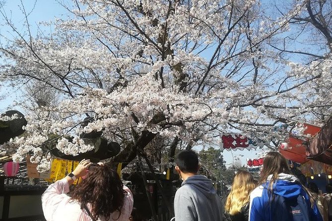 Cherry Blossom Highlights, Asakusa, Ueno & Meiji Shrine - Tour Inclusions and Highlights