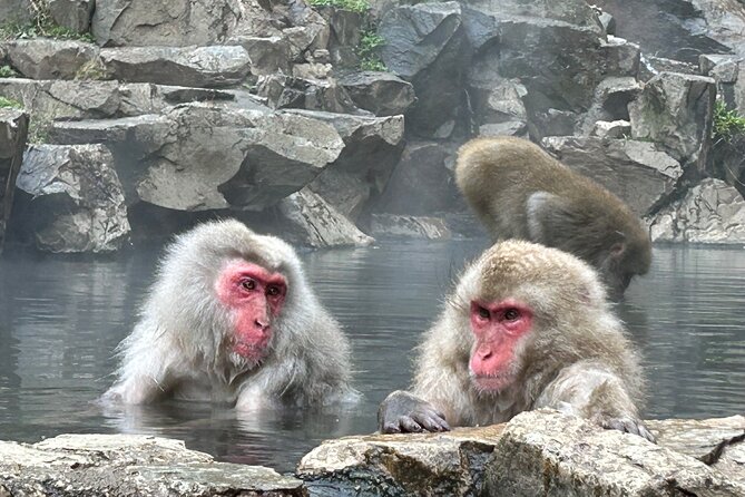 Shuttle Van Tour, Snow Monkey Park, To-And-From Tokyo - Additional Information