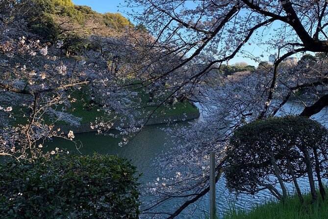 Cherry Blossom Tour in Tokyo - Cancellation Policy