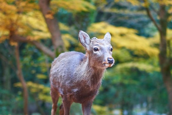 Japan Autumn & Winter Illuminations Discovery Tour (12 Days) - Key Takeaways