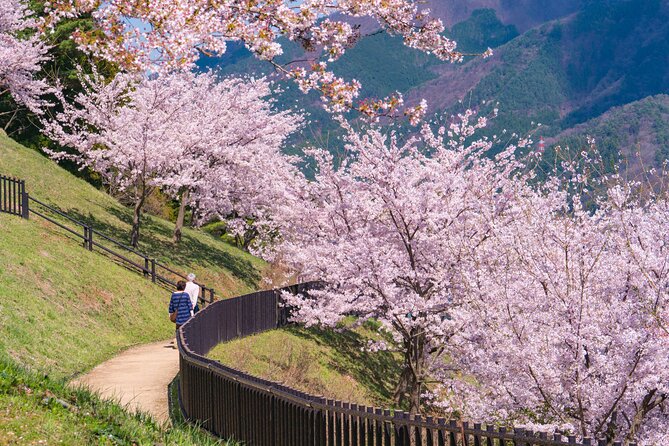 Mt. Fuji Cherry Blossom One Day Tour From Tokyo - Cancellation Policy