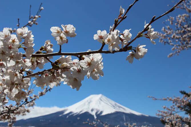 Mt. Fuji Cherry Blossom One Day Tour From Tokyo - Tour Logistics