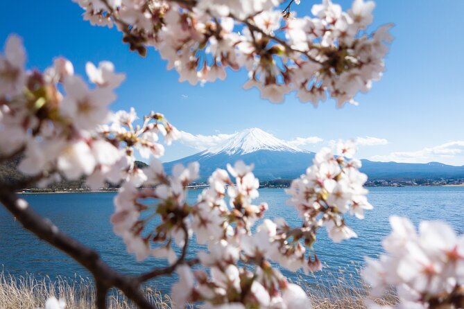 Mt. Fuji Cherry Blossom One Day Tour From Tokyo - Conclusion