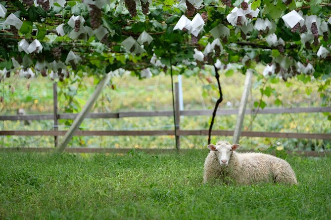 Private Wine Tasting Tour in Yamanashi Prefecture - Operating Hours