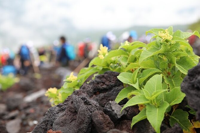 Private Trekking Experience up to 7th Station in Mt. Fuji - Important Information