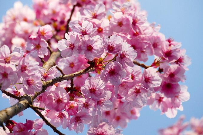 Cherry Blossom Private Tour - Pricing and Booking