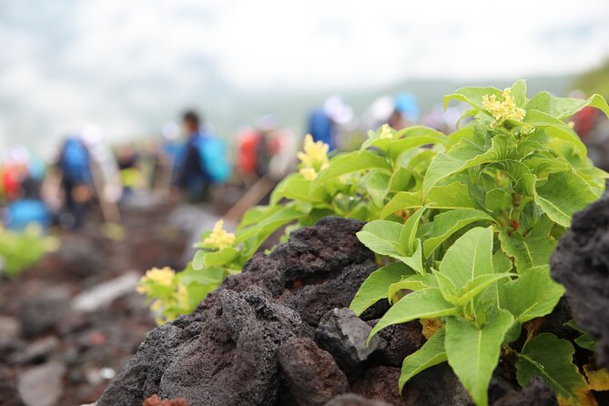 Mt.Fuji Trekking 1 Day Tour up to the Summit - Pricing Information