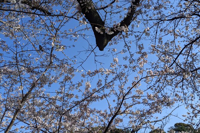 Tokyo Imperial Palace Higashi Gyoen Wellness Tour - Scenic Garden Views