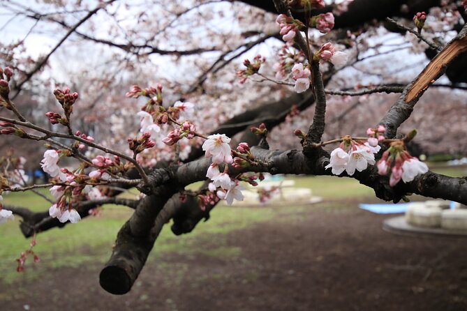 Tokyo Hikarigaoka Park Photo Shooting - Key Takeaways