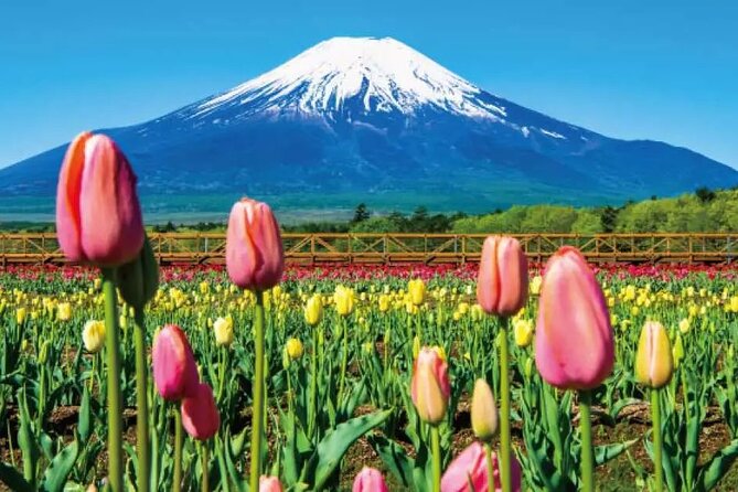 Mt. Fuji Roundtrip Tours From Shinjuku, Japan - Accessibility Considerations