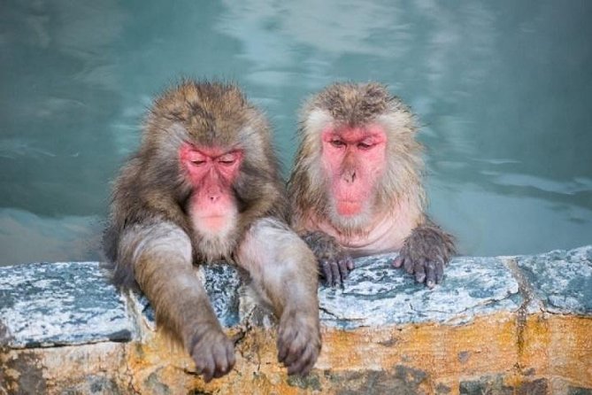 Nagano Snow Monkey 1 Day Tour With Beef Sukiyaki Lunch From Tokyo - Itinerary Details