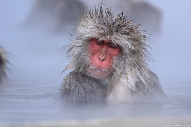 Nagano Snow Monkey 1 Day Tour With Beef Sukiyaki Lunch From Tokyo - Practical Tips