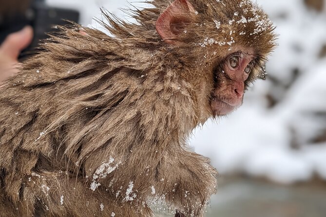 Nagano Snow Monkey 1 Day Tour With Beef Sukiyaki Lunch From Tokyo - Frequently Asked Questions