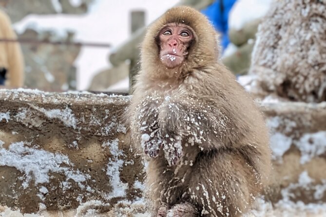 Nagano Snow Monkey 1 Day Tour With Beef Sukiyaki Lunch From Tokyo - Optional Stop