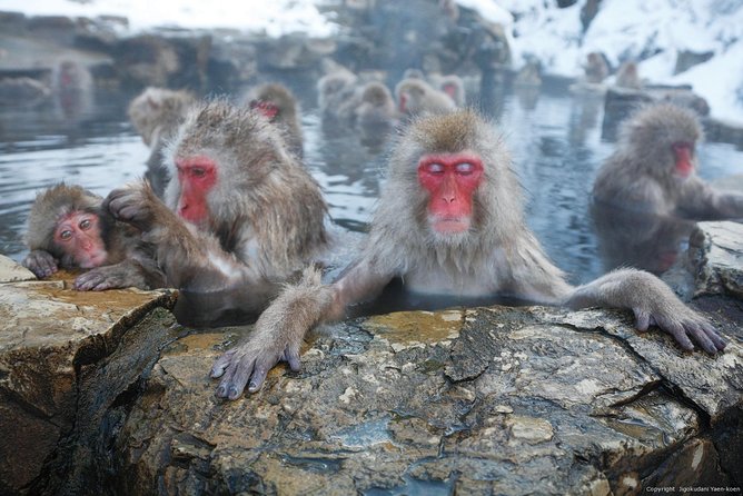 Full Day Snow Monkey Tour To-And-From Tokyo, up to 12 Guests - Itinerary