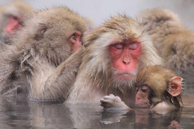 Full Day Snow Monkey Tour To-And-From Tokyo, up to 12 Guests - Pricing and Directions