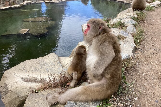 Full Day Snow Monkey Tour To-And-From Tokyo, up to 12 Guests - Meeting and Pickup Details