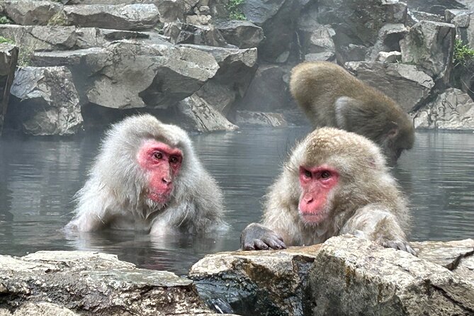 Full Day Snow Monkey Tour To-And-From Tokyo, up to 12 Guests - Reviews